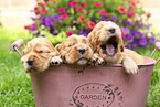 English Cocker Spaniel Puppies