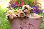 English Cocker Spaniel Puppies