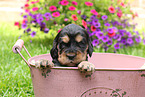 English Cocker Spaniel Puppy