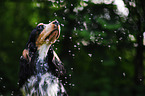 English Cocker Spaniel Portrait