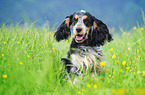 English Cocker Spaniel Portrait