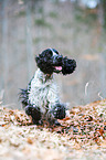 running English Cocker Spaniel
