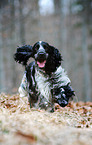 running English Cocker Spaniel