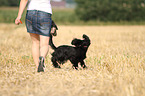 woman and English Cocker Spaniel