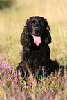 sitting English Cocker Spaniel