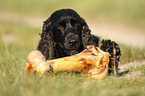 English Cocker Spaniel with bone