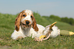 English Cocker Spaniel Puppy