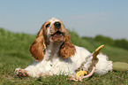 English Cocker Spaniel Puppy