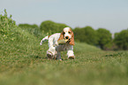 English Cocker Spaniel Puppy