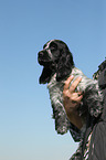 English Cocker Spaniel Puppy