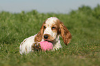 English Cocker Spaniel Puppy