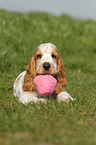 English Cocker Spaniel Puppy