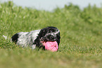 English Cocker Spaniel Puppy