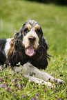 lying English Cocker Spaniel