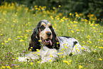 lying English Cocker Spaniel