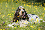 lying English Cocker Spaniel