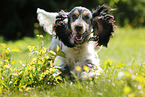 running English Cocker Spaniel