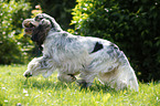 playing English Cocker Spaniel