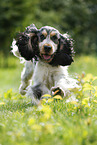 running English Cocker Spaniel