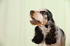 English Cocker Spaniel Portrait