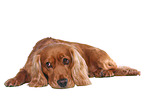 lying English Cocker Spaniel