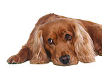 lying English Cocker Spaniel