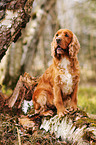 sitting English Cocker Spaniel