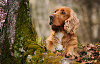 lying English Cocker Spaniel