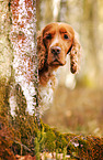 English Cocker Spaniel Portrait