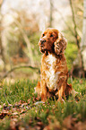sitting English Cocker Spaniel