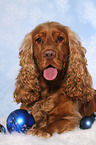 lying English Cocker Spaniel