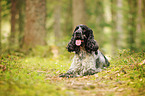 lying English Cocker Spaniel