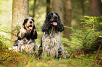 2 English Cocker Spaniels