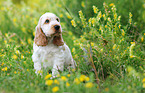 English Cocker Spaniel Puppy