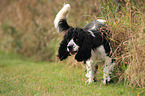 urinating English Cocker Spaniel