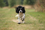 running English Cocker Spaniel