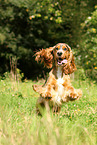 running English Cocker Spaniel
