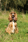 sitting English Cocker Spaniel