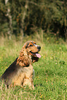 sitting English Cocker Spaniel