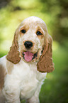 English Cocker Spaniel Puppy