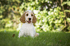 English Cocker Spaniel Puppy