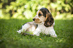 English Cocker Spaniel Puppy