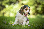 English Cocker Spaniel Puppy