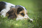 English Cocker Spaniel Puppy