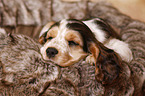 sleeping English Cocker Spaniel Puppy