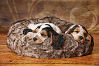 2 sleeping English Cocker Spaniel Puppies
