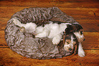 2 sleeping English Cocker Spaniel Puppies