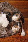 2 sleeping English Cocker Spaniel Puppies