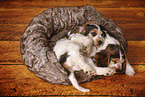 2 sleeping English Cocker Spaniel Puppies
