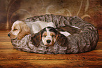 2 sleeping English Cocker Spaniel Puppies